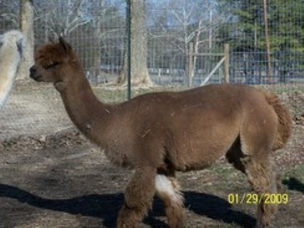 Alpaca For Sale - ACF Morning Delight w/female cria at Circle C Alpacas